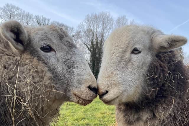 Meet Jamie and Ted the adorable sheep who can’t get enough of cuddling ...