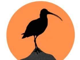 Part of the Curlew Action logo