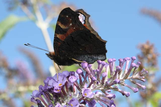 A peacock butterfly, one of the species the Wildlife Trust for Lancashire, Manchester and North Merseyside is hoping to protect by fund-raising to create Nature Recovery Networks across the region. Picture: ALAN WRIGHT