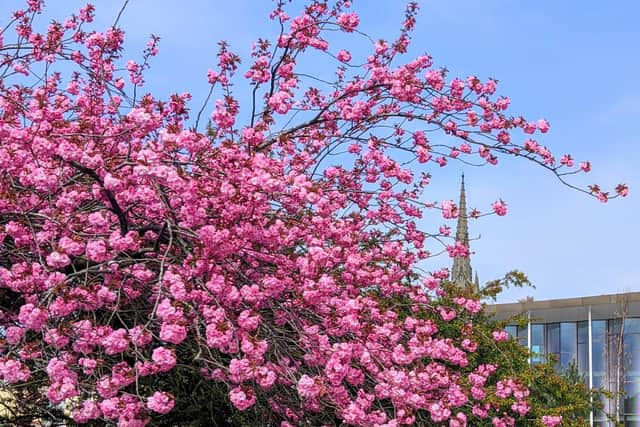 Pink blossom trees in the sun in Preston. Photo: Tony Worrall Photography.
