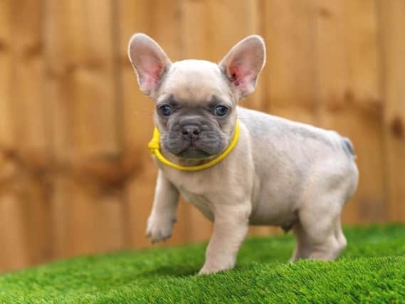 Leo, the 12 week old French Bulldog who was stolen in Accrington