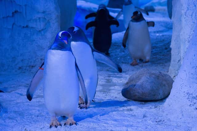 The penguins at Sea Life London Aquarium.