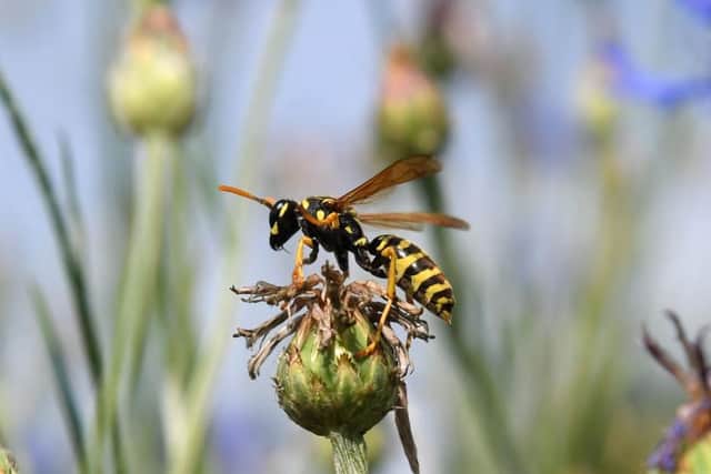 Wasps deserve to be valued as much as bees