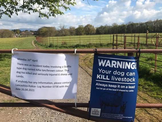 Police were called to a farm near Brindle Lodge in Hoghton after a dog got loose on fields and killed 6 lambs and sheep on Monday (April 26). Pic: Submitted