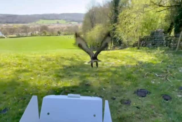 The bird is released back into the wild near to where it was found.