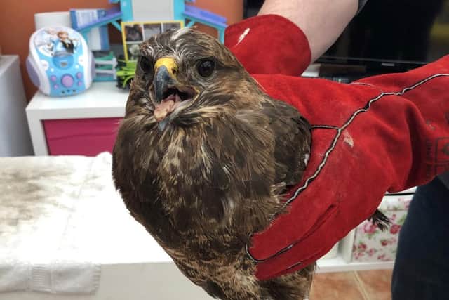 The bird doubled its weight during its time at Kendal College.