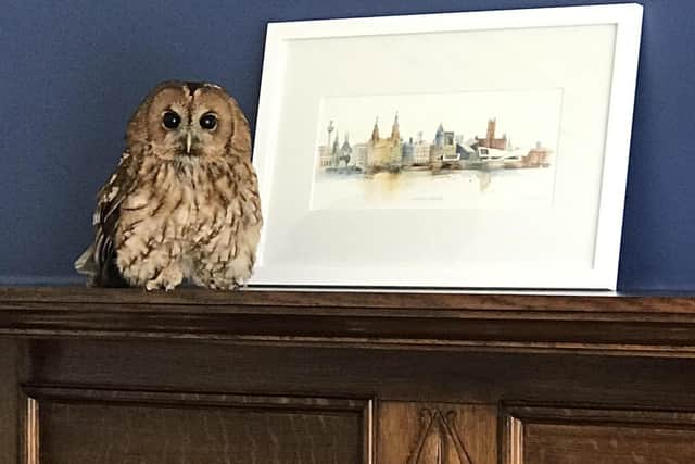 Photo issued by the RSPCA of an owl who was rescued after falling down a chimney in Southport, only to return to the same place the following day