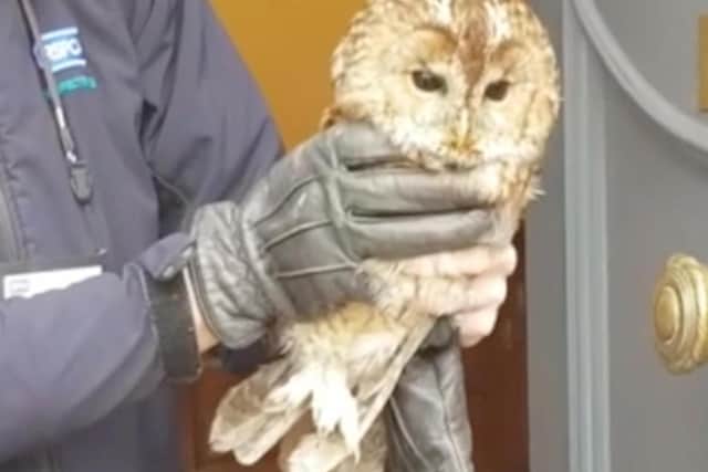 Photo issued by the RSPCA of an owl who was rescued after falling down a chimney in Southport, only to return to the same place the following day