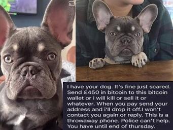 A woman in Longridge received threatening phone calls from a man who claimed he would hurt her dog Nelly if she did not pay a ransom of £1,000. (Credit: Lancashire Police)