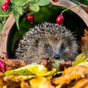 Hedgehog gets ready to hibernate. Photo by Shutterstock/Coatesy.