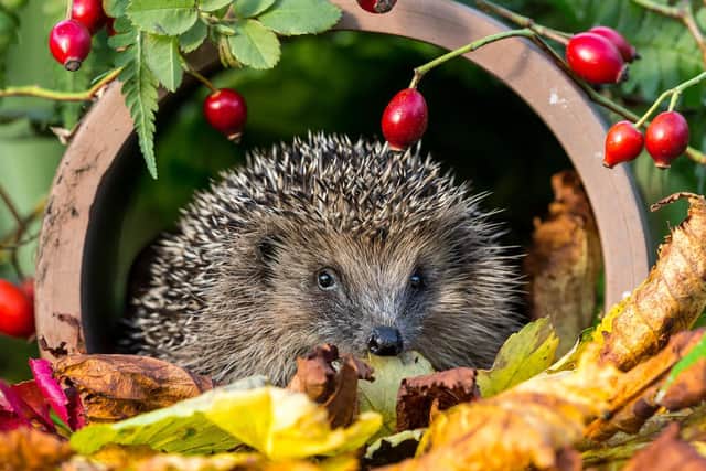 Hedgehog gets ready to hibernate. Photo by Shutterstock/Coatesy.