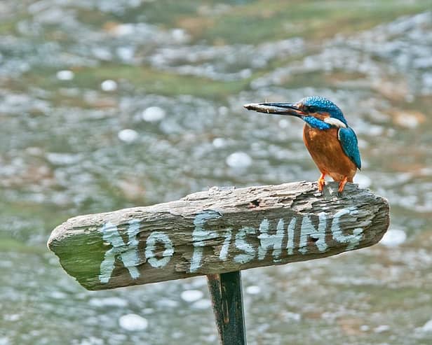 Kingfisher by Peter Smith