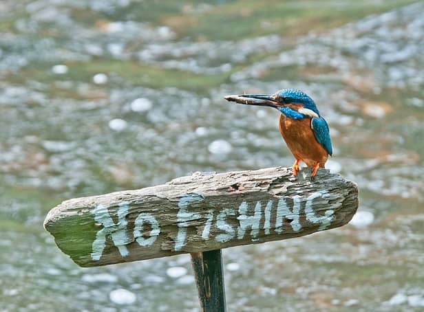 Kingfisher by Peter Smith