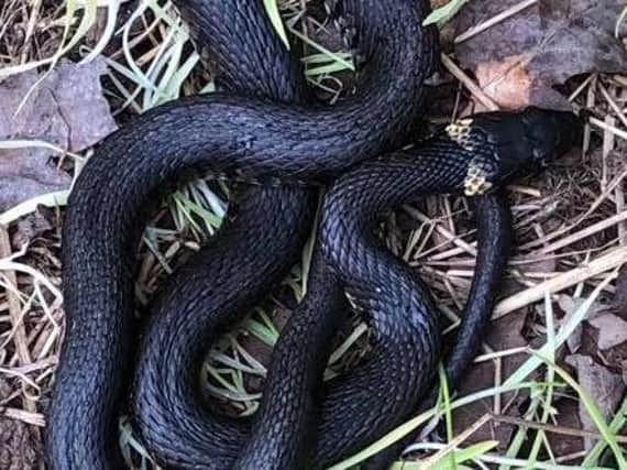 The grass snake, native to England, was spotted at a nature reserve in Penwortham on Saturday (May 15). Picture by James and Helen Tomlinson