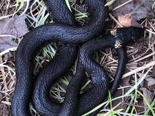 The grass snake, native to England, was spotted at a nature reserve in Penwortham on Saturday (May 15). Picture by James and Helen Tomlinson