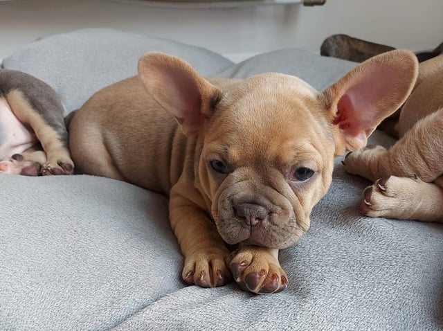 The French bulldog taken from Tracey Willis on May 14