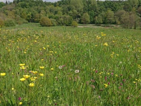A wildflower meadow at Cuerden Valley Park