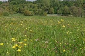 A wildflower meadow at Cuerden Valley Park