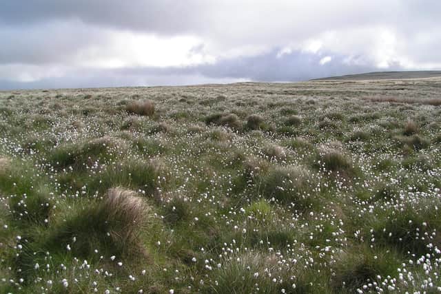 Cotton grass on Rivington Moor  Photo: Lancashire Wildlife Trust