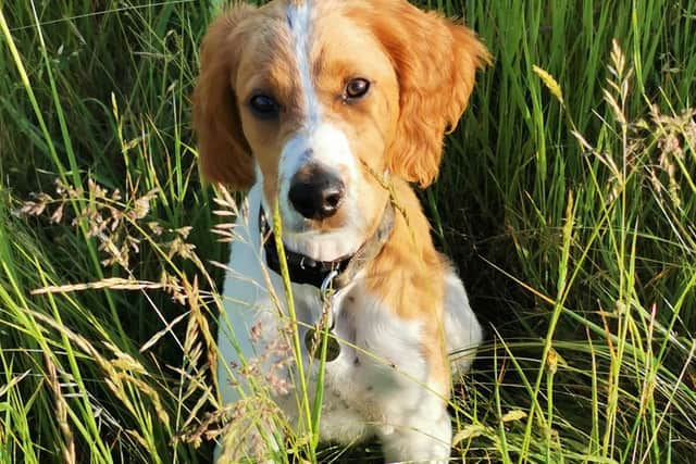 Cocker spaniel puppy Cooper who contracted parvovirus, for which he was successfully treated.