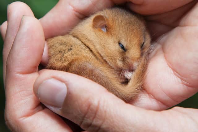 A rare hazel dormouse, which is being reintroduced to Lancashire in an undisclosed location in the Arnside and Silverdale AONB. Picture: CLARE PENGELLY