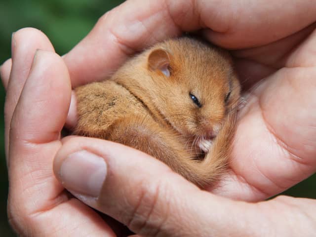 A rare hazel dormouse, which is being reintroduced to Lancashire in an undisclosed location in the Arnside and Silverdale AONB. Picture: CLARE PENGELLY
