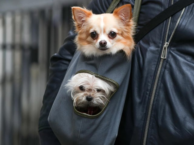 Thousands of dogs bought over lockdown could be at risk from the deadly parasite lungworm, spread by slugs and snails