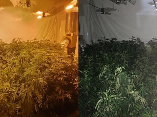 Police said around 200 cannabis plants had been found and the electricity had been bypassed. (Credit: Lancashire Police)