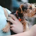 The top dog-friendly places to eat across Lancashire
