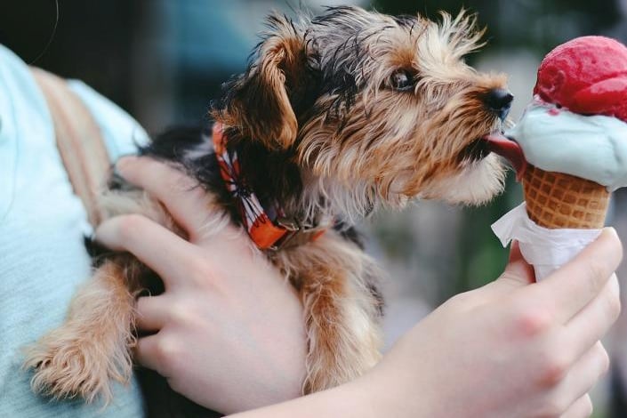 The top dog-friendly places to eat across Lancashire