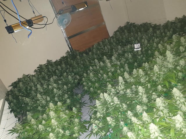 The cannabis farm found at an address in Colne