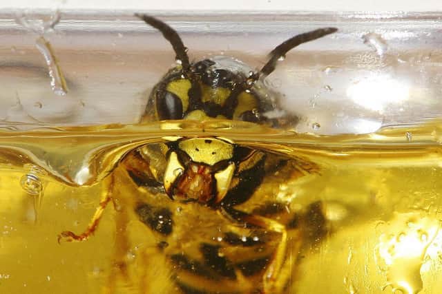 Households may need to brace themselves for an influx of wasps
