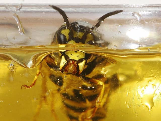 Households may need to brace themselves for an influx of wasps