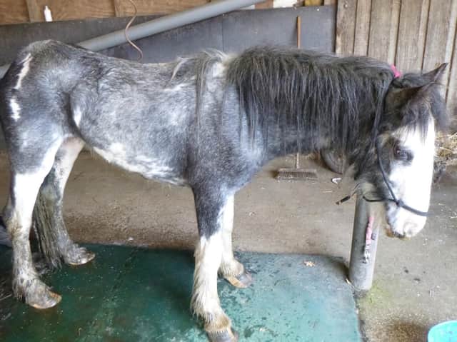 Lancashire has been revealed to be an animal cruelty hotspot