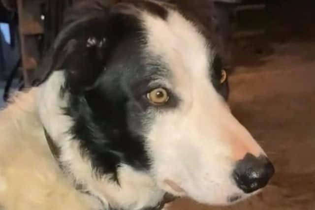 Jack the border collie is believed to have been stolen from a house near Carnforth.