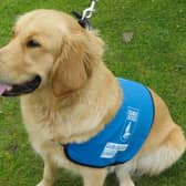 Poppy the guide dog