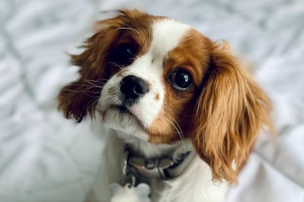 The Cavalier King Charles Spaniel is the fifth most expensive dog in the UK, with a puppy costing an average of £2,458.