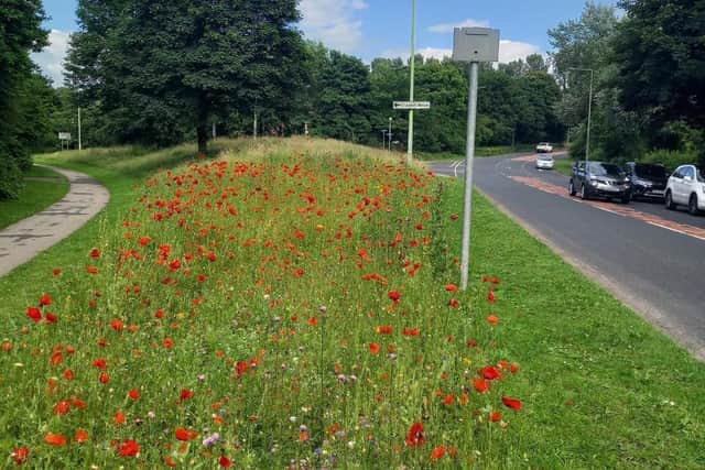 A wildflower meadow in Clayton Brook, part of Chorley Council’s Climate Change Programme
