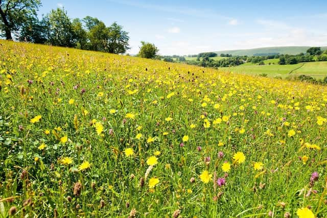 Bell Sykes Meadow provided inspiration for the poems      Photograph: Graham Cooper