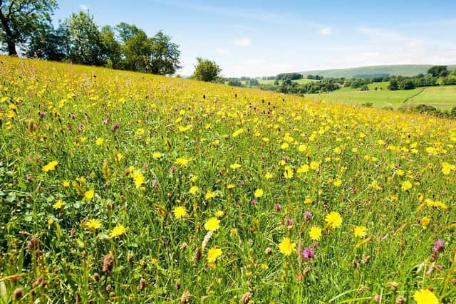 Bell Sykes Meadow provided inspiration for the poems Photograph: Graham Cooper