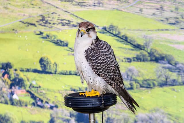 A bird of prey at this year's Royal Lancashire Show