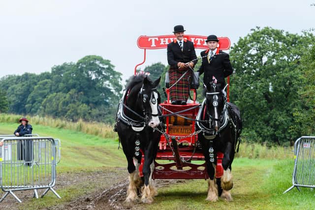 Thwaites horses at the Royal Lancashire Agricultural Show 2021. Photo: Kelvin Stuttard