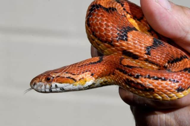 The red corn snake had been sighted multiple times in the weeks leading up to its capture