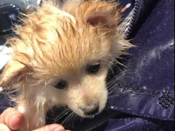 Seven-week old Spencer the puppy was found buried alive