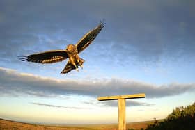 A hen harrier pictured in June 2021 at the Swinton estate in North Yorkshire. In 2021, 24 successful hen harrier nests have been reported on moorland in Northumberland, North Yorkshire, County Durham, Cumbria, Derbyshire and Lancashire, including the Forest of Bowland. The figures represent an increase on 2020. Picture courtesy The Moorland Association