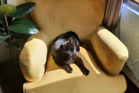 The offending Billy the cat