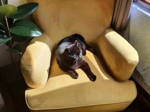The offending Billy the cat