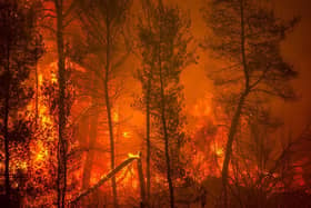 A blaze engulfs trees in its path as forest fires approach the village of Pefki on Evia (Euboea) island, Greece's second largest island, on August 8, 2021