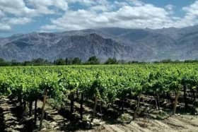 Vineyards in the foothills of the Andes in the Cafayete region of Argentina
Picture: visiondailleurs1/Pixabay