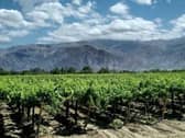 Vineyards in the foothills of the Andes in the Cafayete region of Argentina
Picture: visiondailleurs1/Pixabay